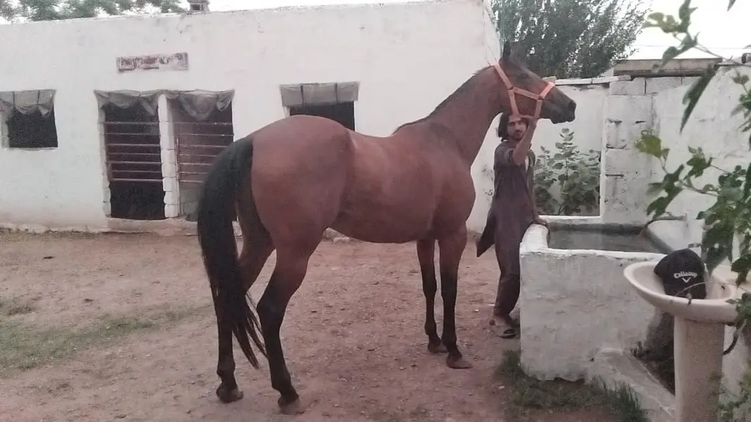 huge horse — photo 2