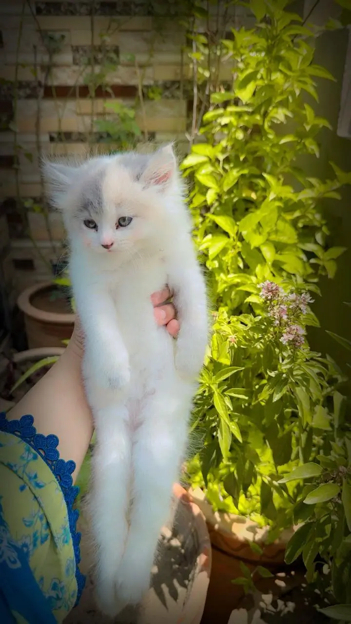 persian calico kitten | triple coat | punch face | persian kittens