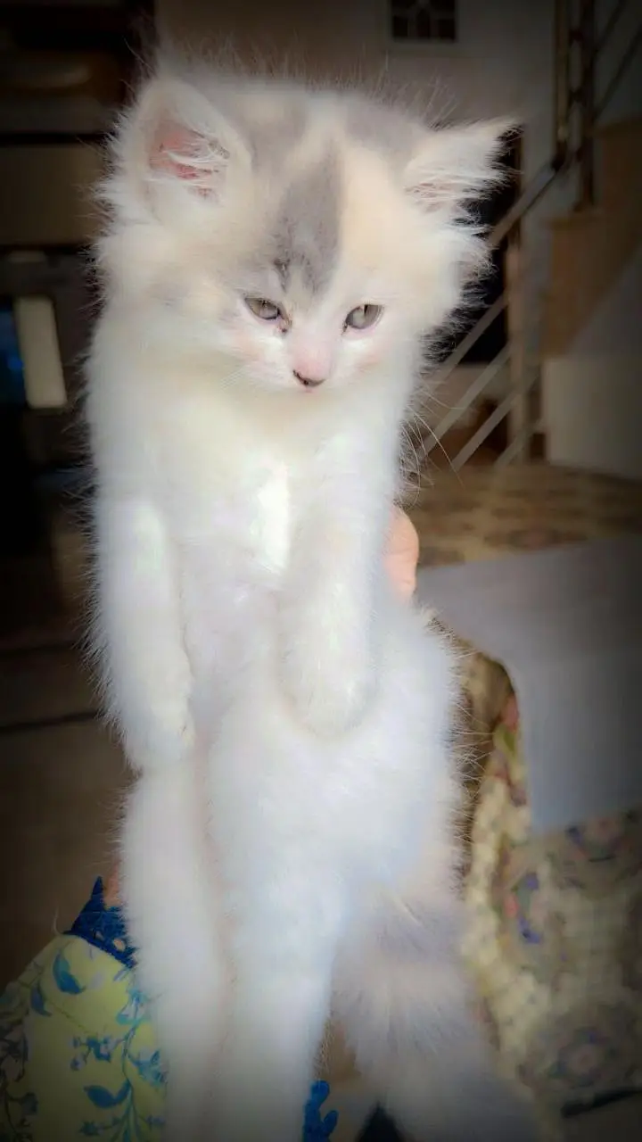 persian calico kitten | triple coat | punch face | persian kittens — photo 2