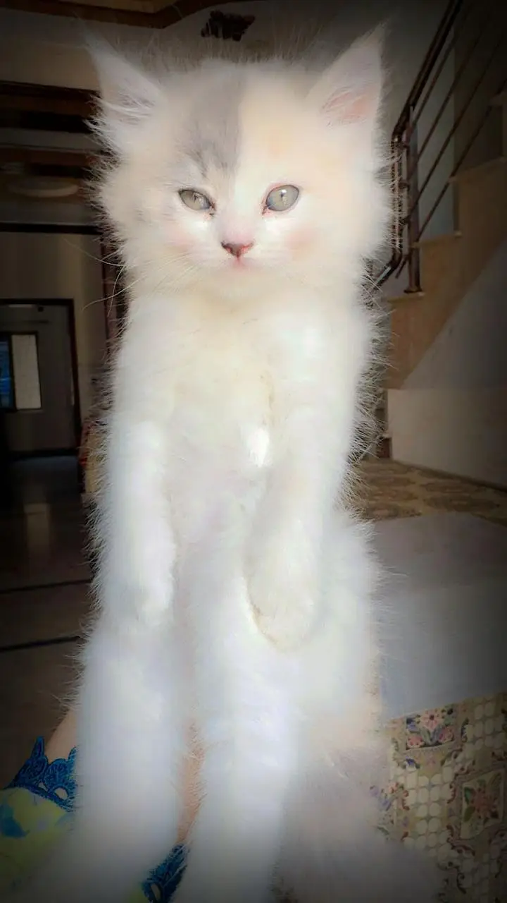 persian calico kitten | triple coat | punch face | persian kittens — photo 3