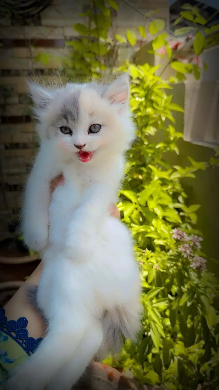 persian calico kitten | triple coat | punch face | persian kittens — photo 4