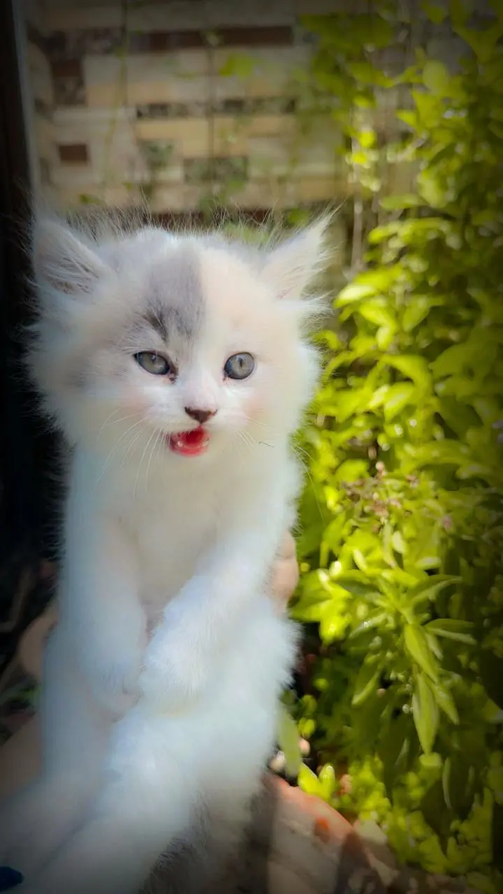 persian calico kitten | triple coat | punch face | persian kittens — photo 5