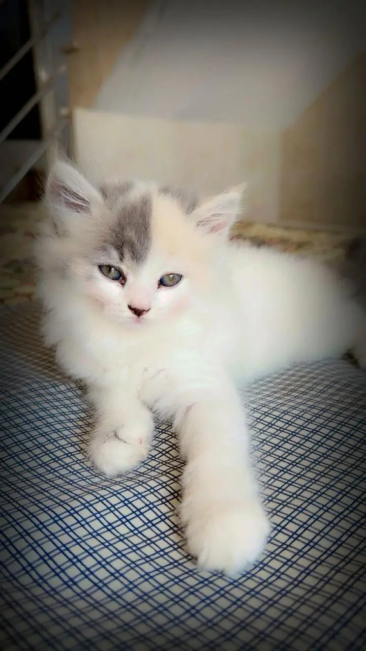 persian calico kitten | triple coat | punch face | persian kittens — photo 7