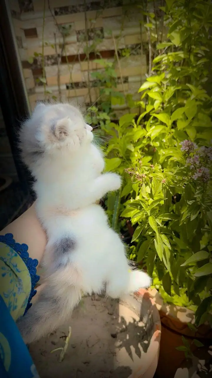 persian calico kitten | triple coat | punch face | persian kittens — photo 8