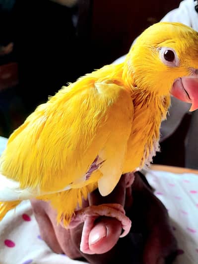 yellow Ring neck