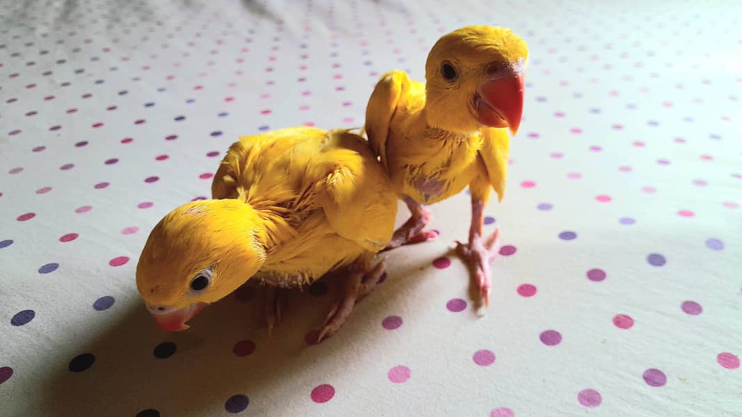 Beautiful Yellow Ringneck Hand Feeding Chicks Available 1