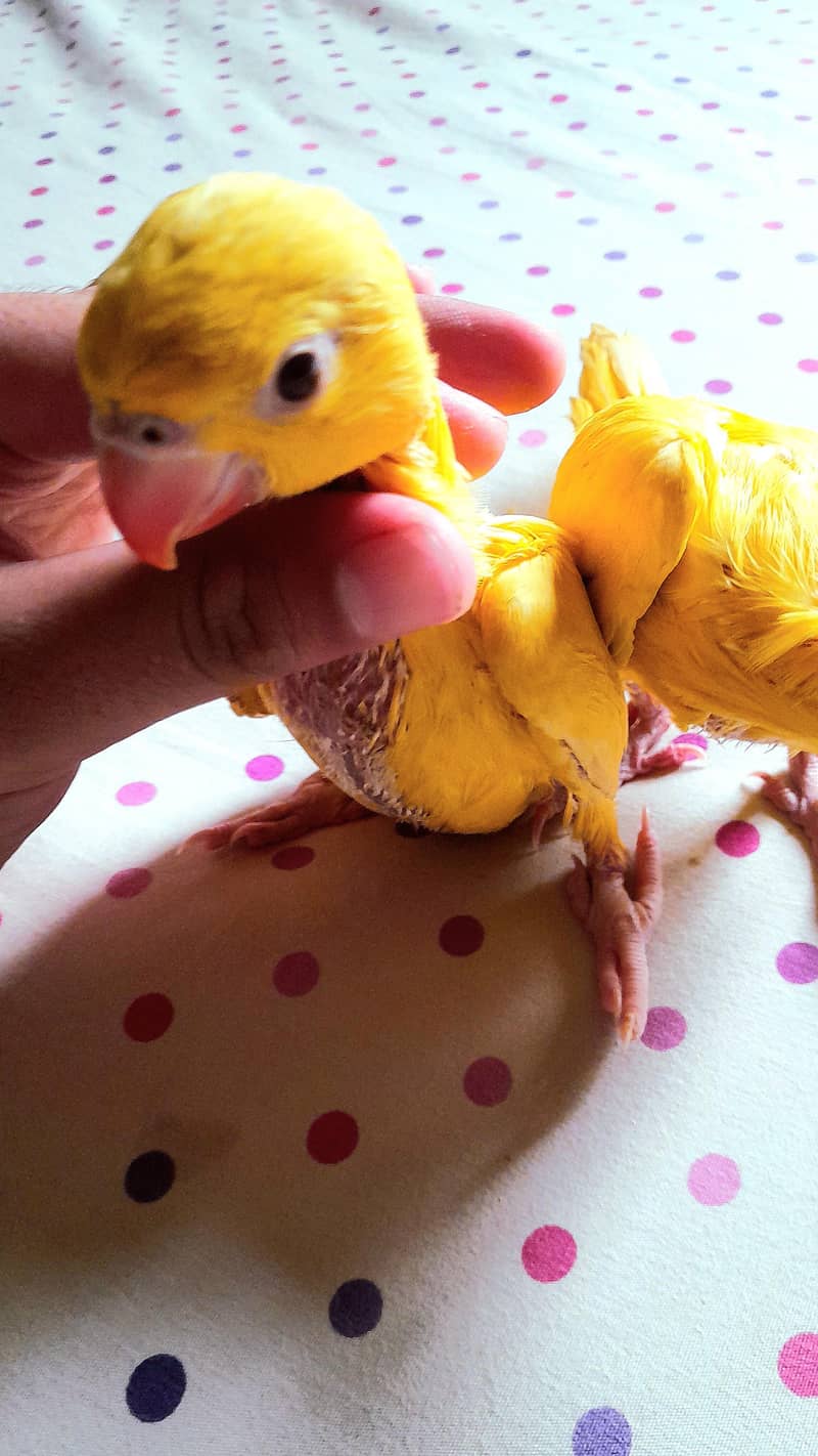 Beautiful Yellow Ringneck Hand Feeding Chicks Available 2