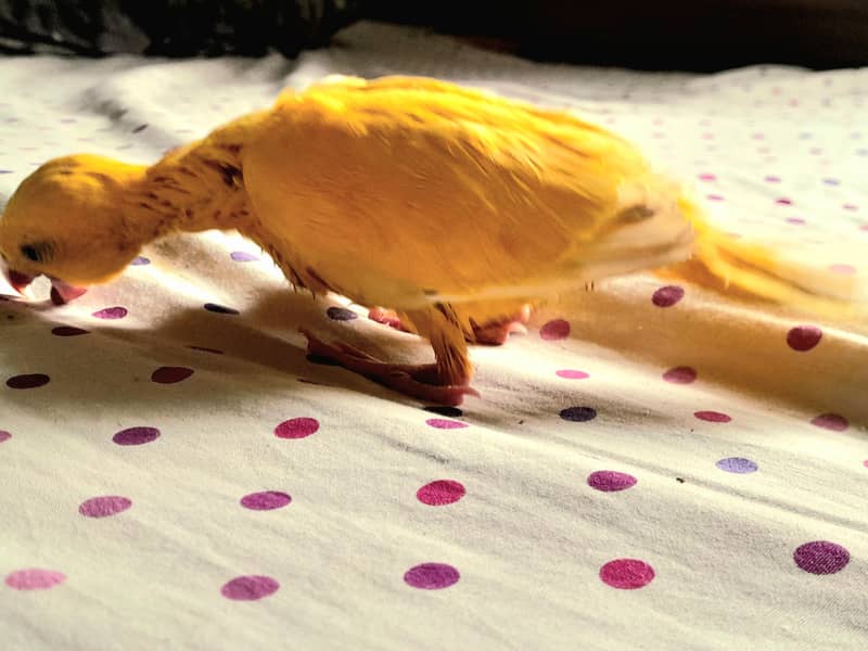 Beautiful Yellow Ringneck Hand Feeding Chicks Available 3