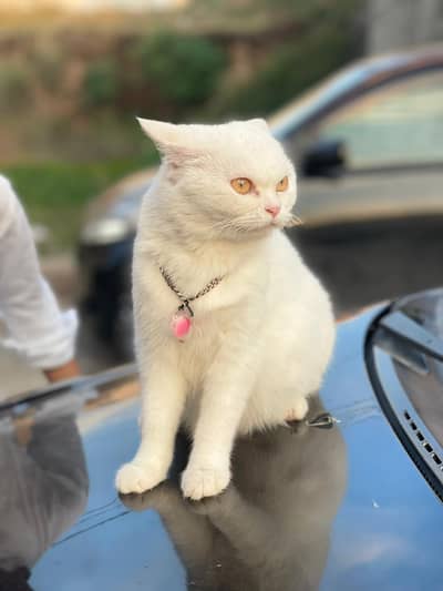 *persian cat female available for sale
