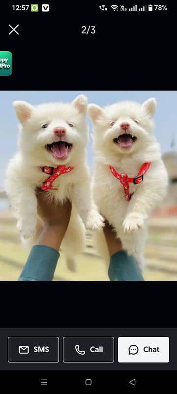 Russian puppy dog for sale only Whatsapp number 03023965616