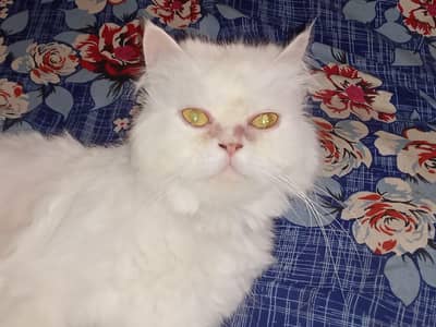 Persian Triple coat breeder female for sale