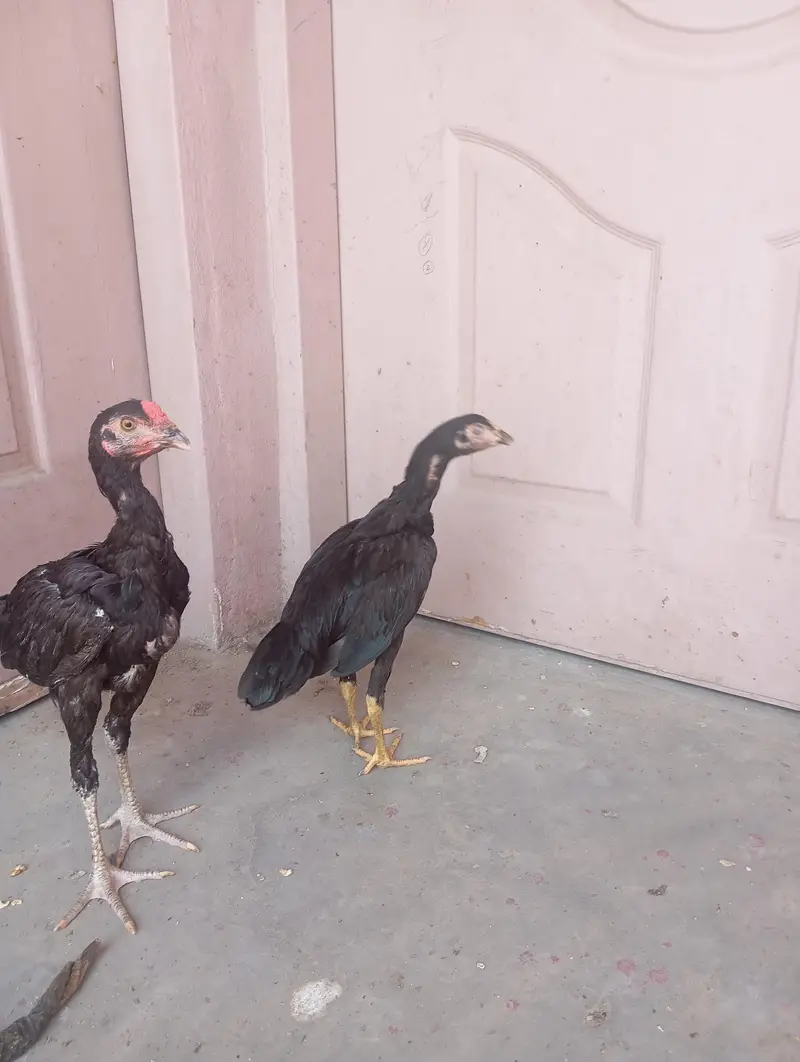 mushka Aseep chiks  exchange raw chiks — photo 2