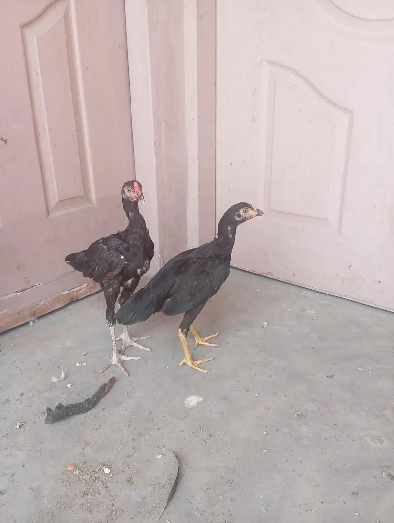 mushka Aseep chiks  exchange raw chiks — photo 3