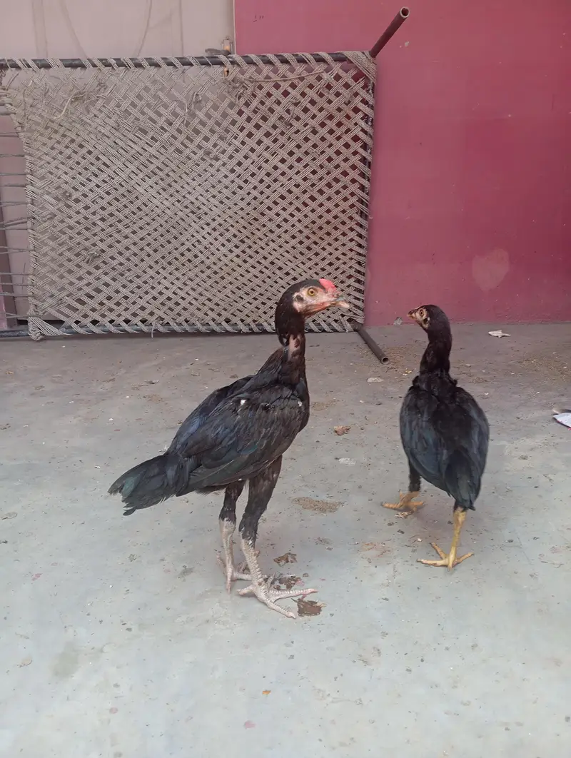 mushka Aseep chiks  exchange raw chiks — photo 5
