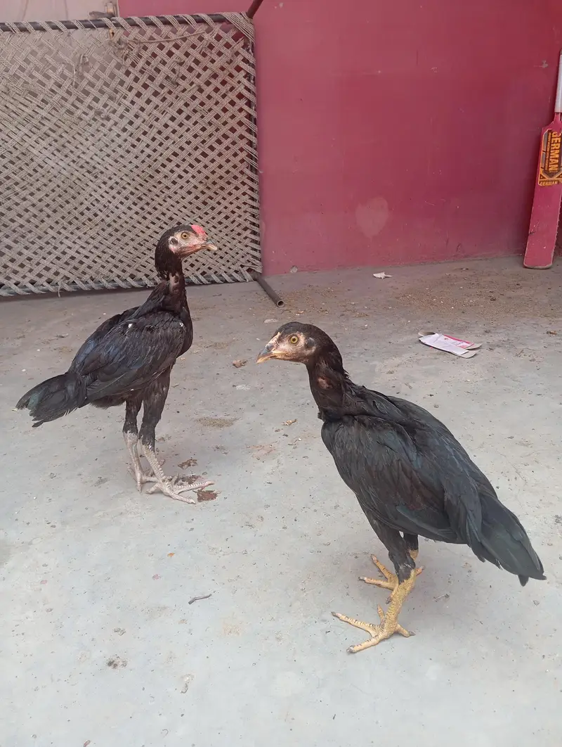 mushka Aseep chiks  exchange raw chiks — photo 6