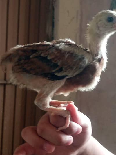 Aseel Chicks 03454162260