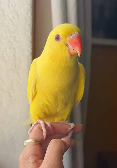 yellow parrot