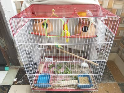 budgie 9