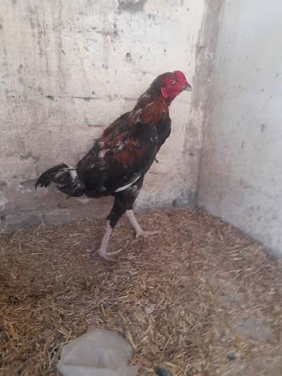 hen for sale male good nasal