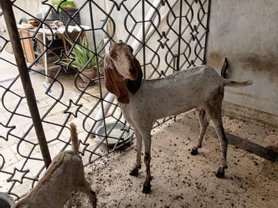 makachini bakri or bacha