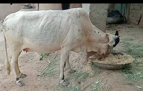 watani cow