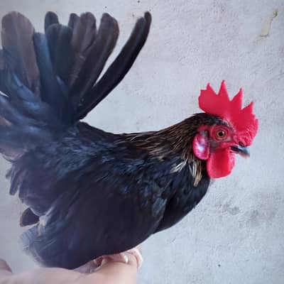 Japanese Bantam Pair / English game