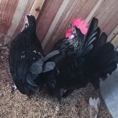 Japanese Bantam Pair / English game