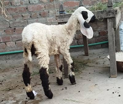 female sheep baby بھیٹر کی بچی and makhi cheeni goat