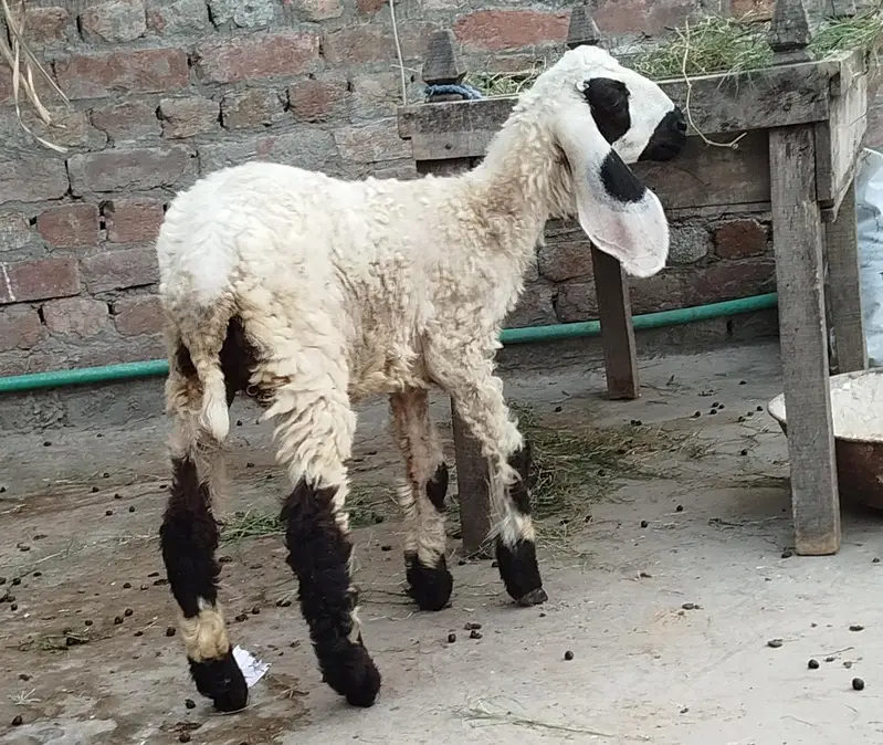 female sheep baby age two month بھیٹر کی بچی