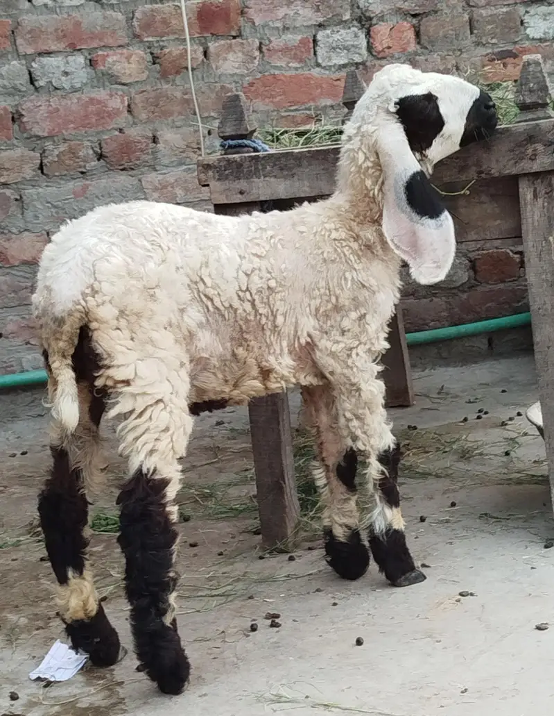 female sheep baby age two month بھیٹر کی بچی — photo 2