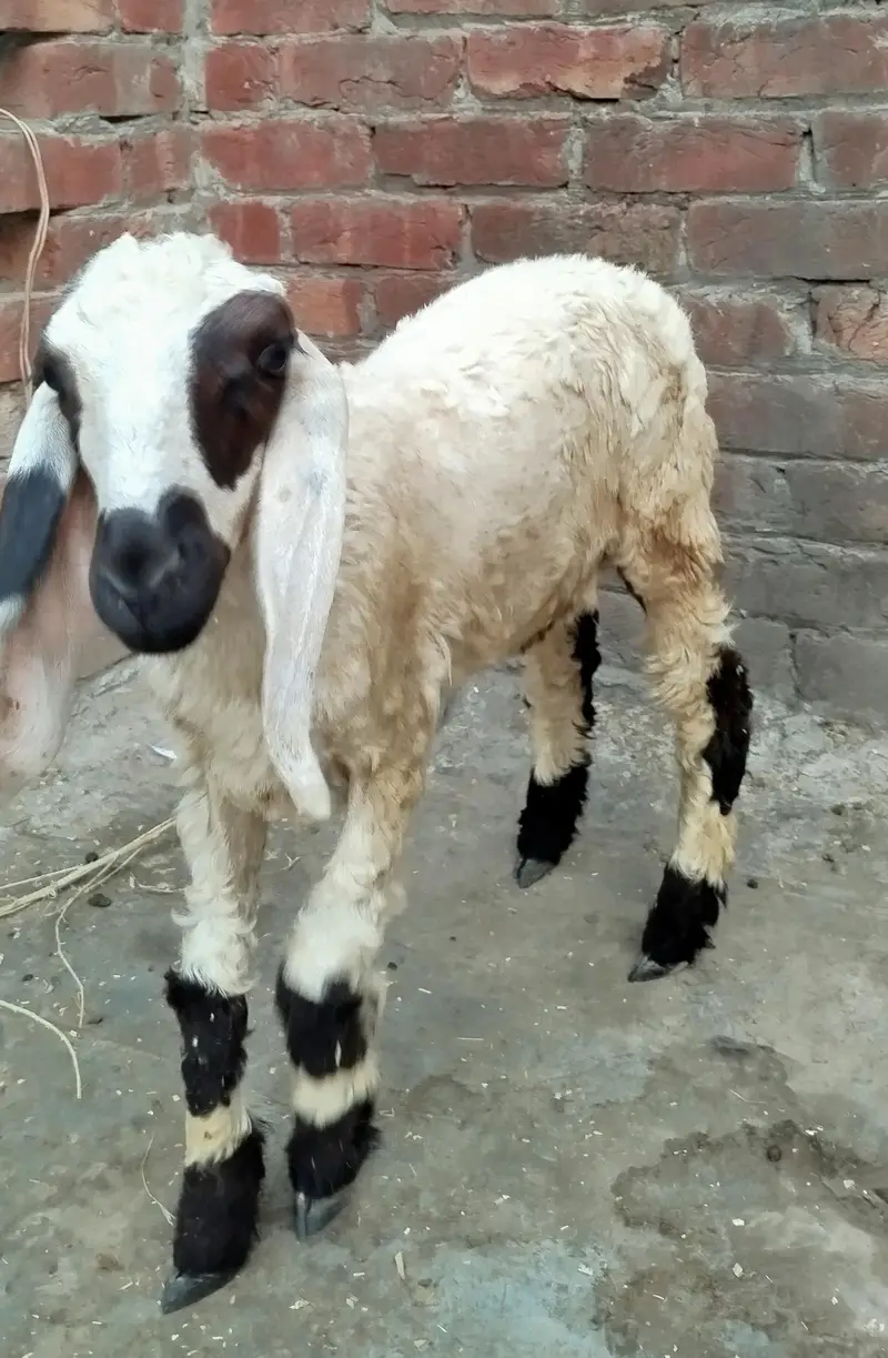 female sheep baby age two month بھیٹر کی بچی — photo 3