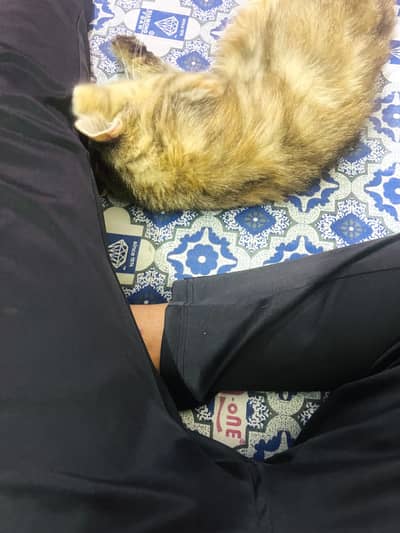 Persian cat  2 coat