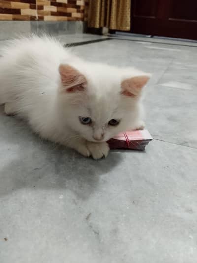 Persian Kitten