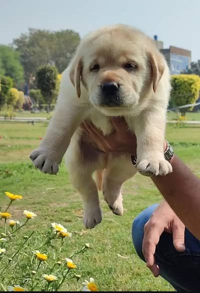 Labrador puppies 92@344*6933885