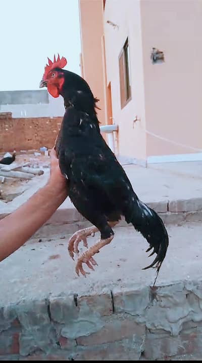 Bengum Lassani Murgha, Bengum Madi or 3 bengum pathian