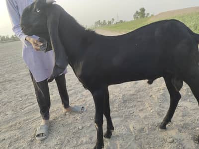 Bakra for sale