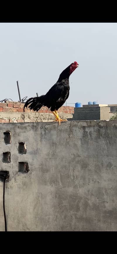 Mushka lassani or Heera Madi sale