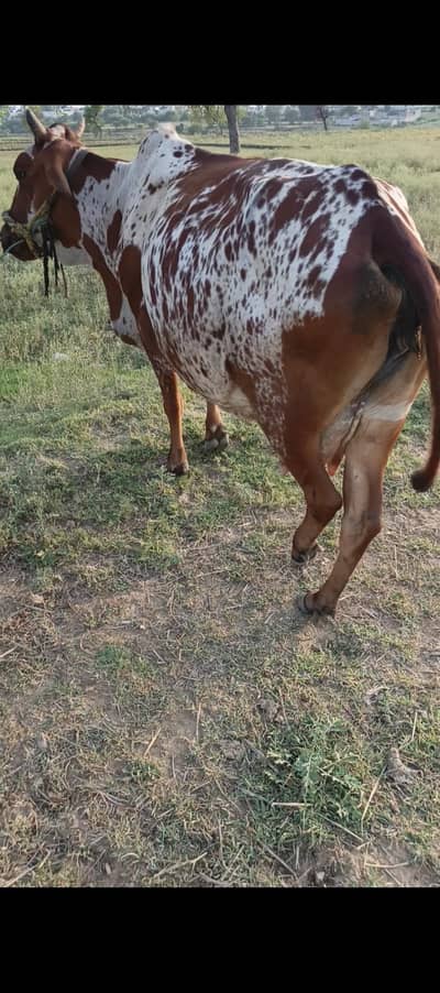 milking cow for sell