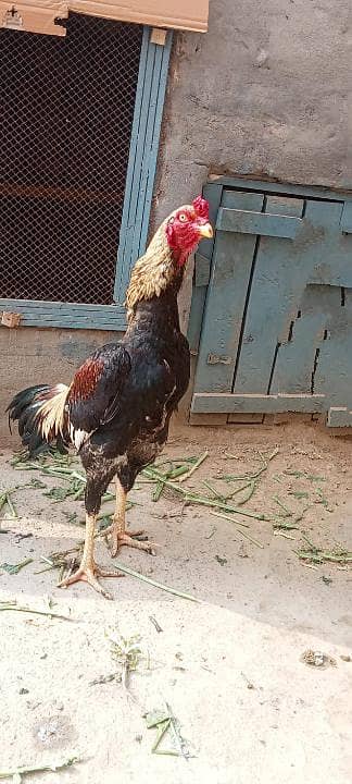 Pure Aseel qoulity patha urgent sale (03265388681) wattsap call. .