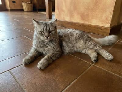 Persian female cat