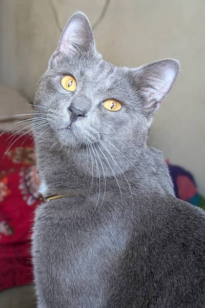 Bread Russian Blue Male Cat