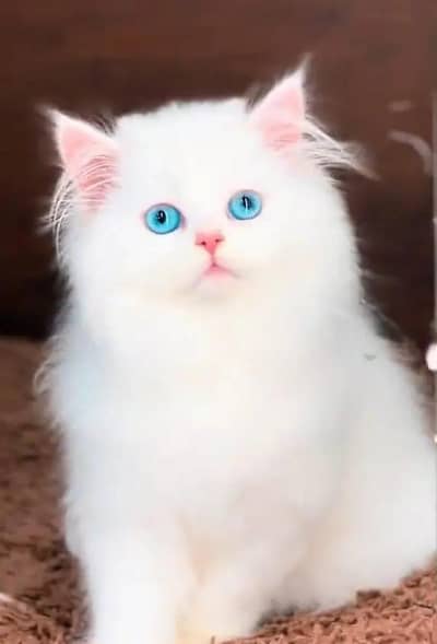 (Persian female kitten) (for sale all) (Pakistan delivery available)