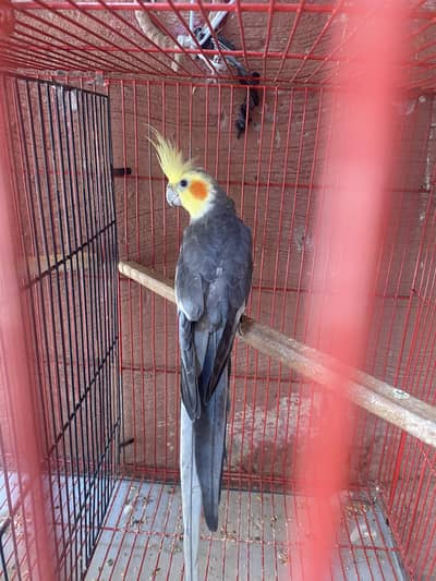 Grey cocktail breeder male for sale