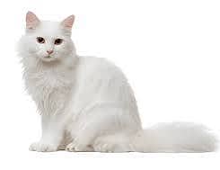 Beautiful White Turkish angora Cat Price: Rs: 15000  C:03328797863