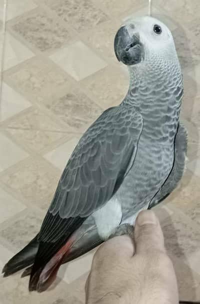 congo grey paroot self baby/03152248124