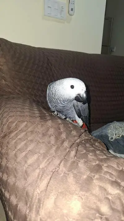 congo grey paroot self baby/03152248124 — photo 3