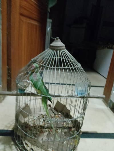 Raw parrot