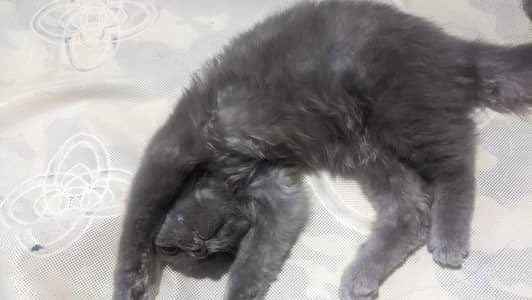 persian kitten very healthy and active playfull