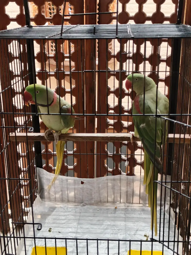 Pair of green parrots.
