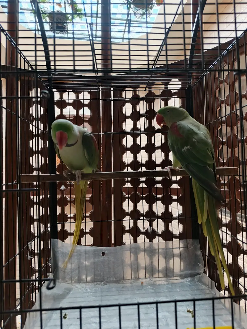 Pair of green parrots. — photo 2